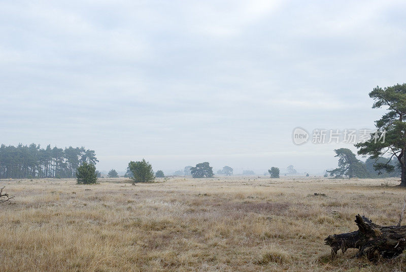 荷兰风景:冬天的石南花(Hoge Veluwe)